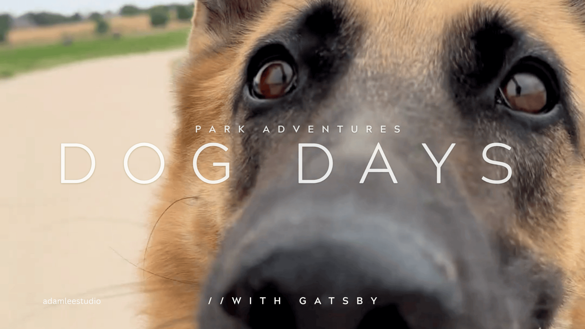 Dog Days Park Adventures with Gatsby